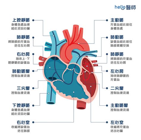 心臟位置圖|心臟